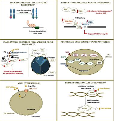 Perspectives on PARP Inhibitor Combinations for Ovarian Cancer